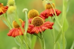 松果菊