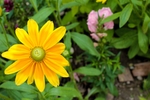 松果菊