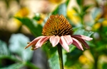 松果菊