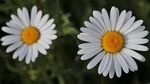雏菊