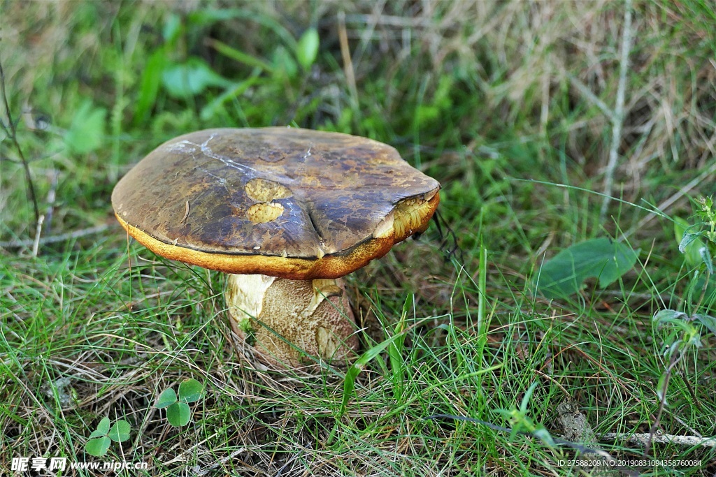 蘑菇