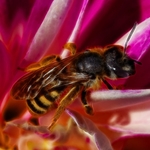 蜜蜂