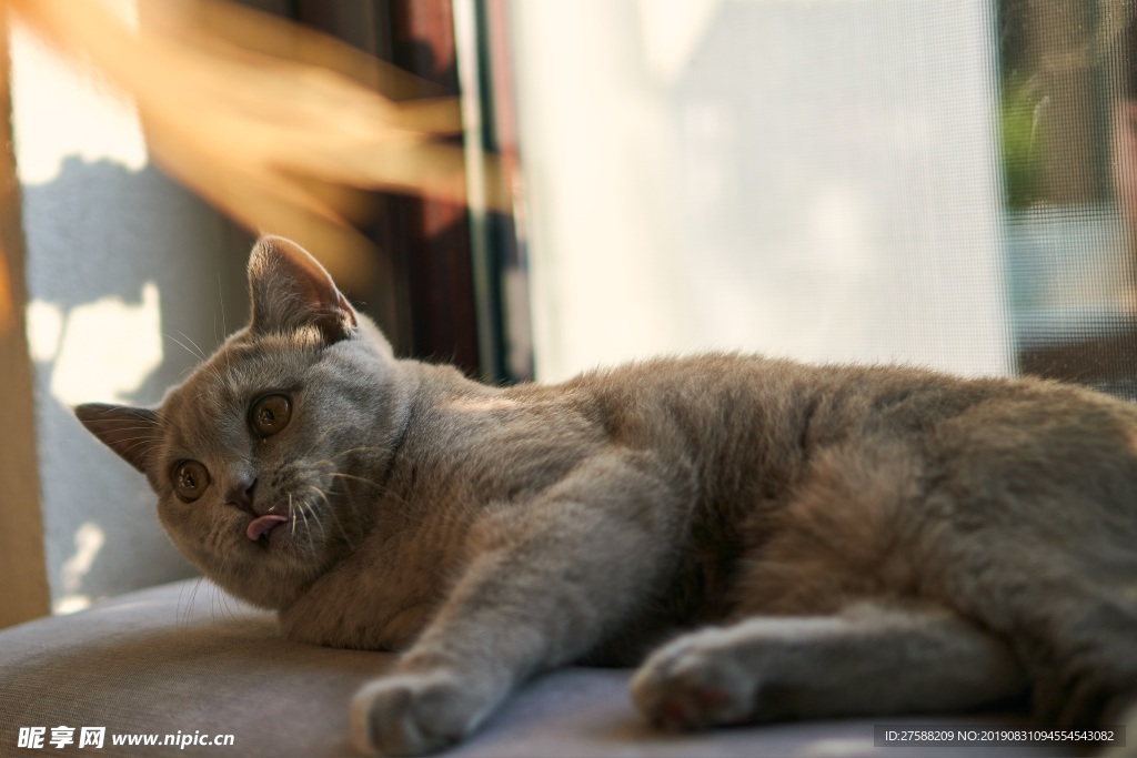 猫