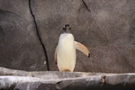 企鹅