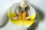 兰花