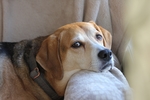 狗