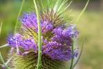 野毛草