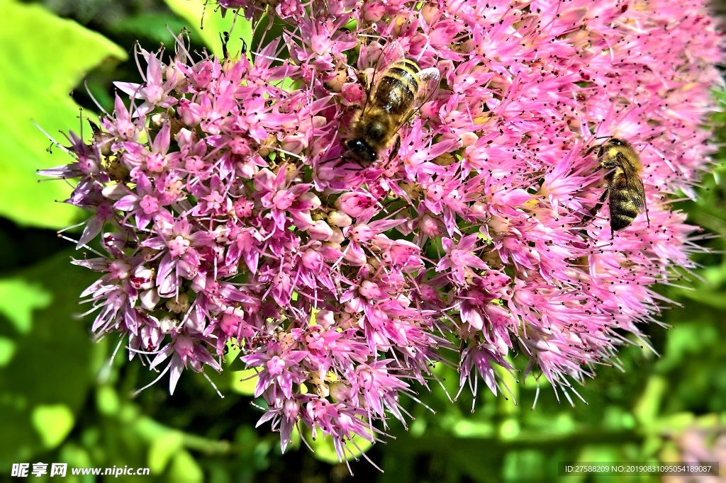 蜜蜂授粉