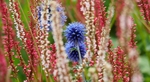 花卉