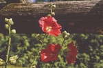 开花