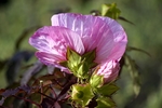 木槿花
