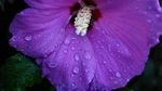 芙蓉