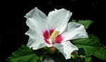 芙蓉