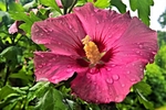芙蓉