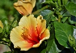 芙蓉花