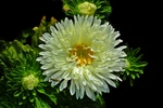 翠菊
