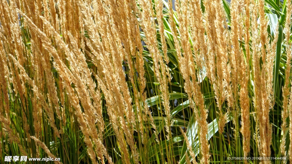 野草