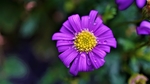 花卉