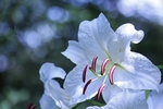 百合