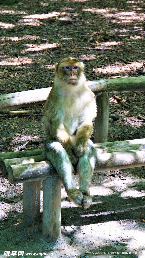 巴巴利猿
