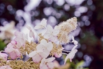 八仙花