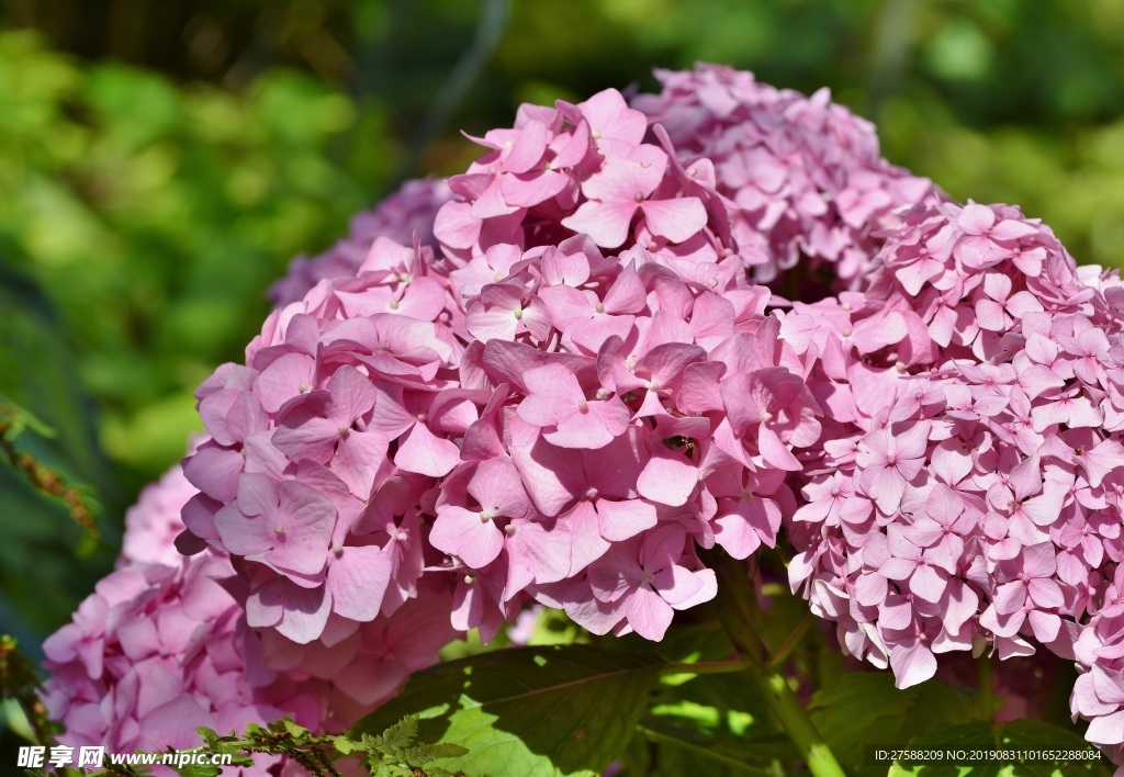 绣球花