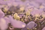 八仙花