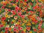 牵牛花