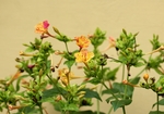 黄色的花朵