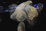 海洋生物