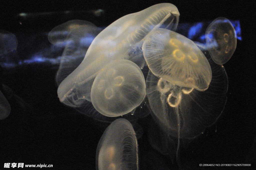 海洋生物