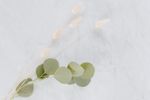 清新植物摆拍