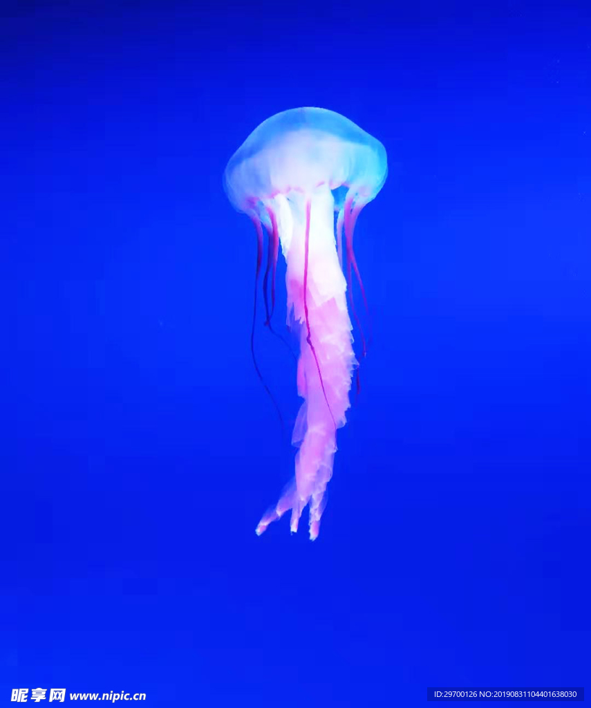水母