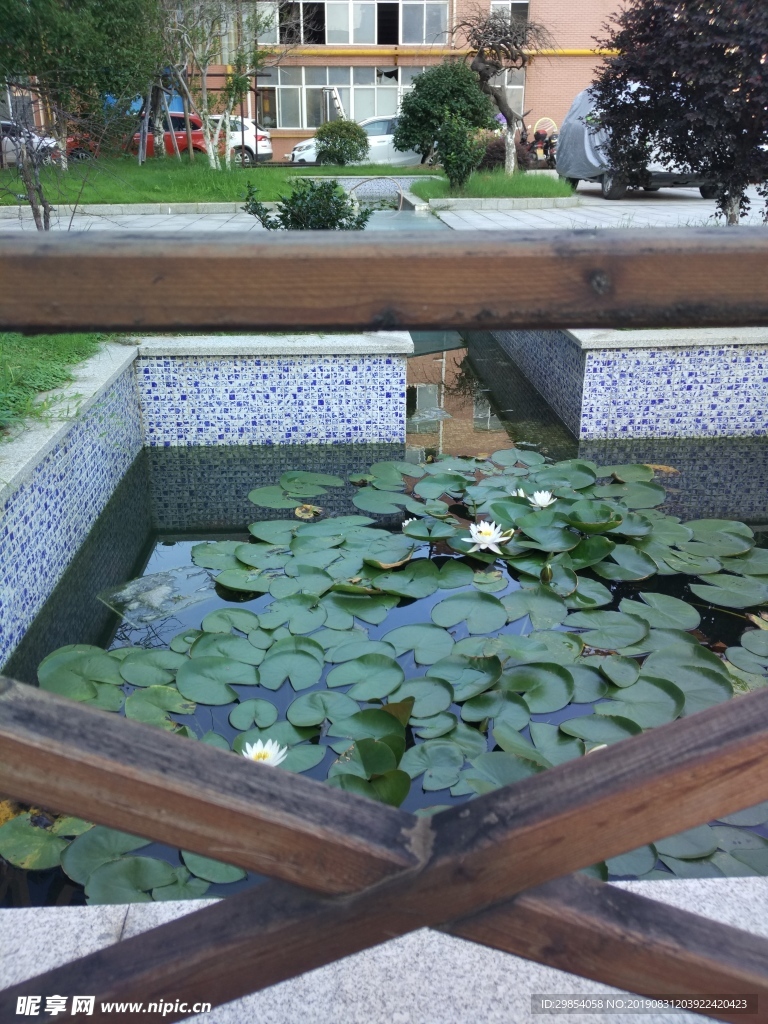 莲