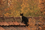 秋 黄昏 猫