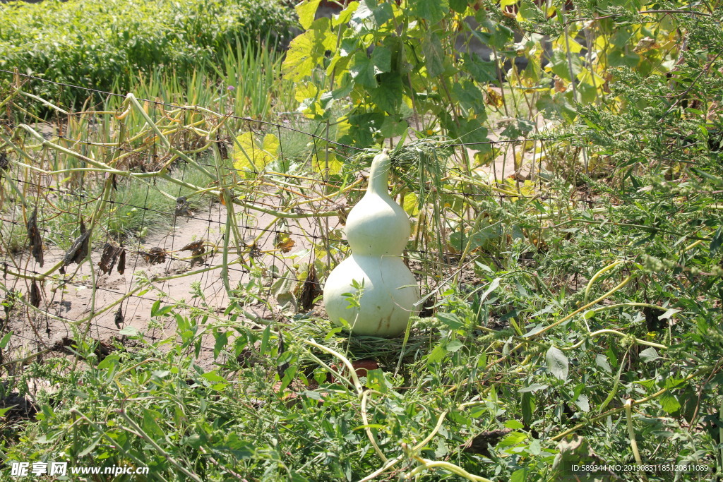 葫芦