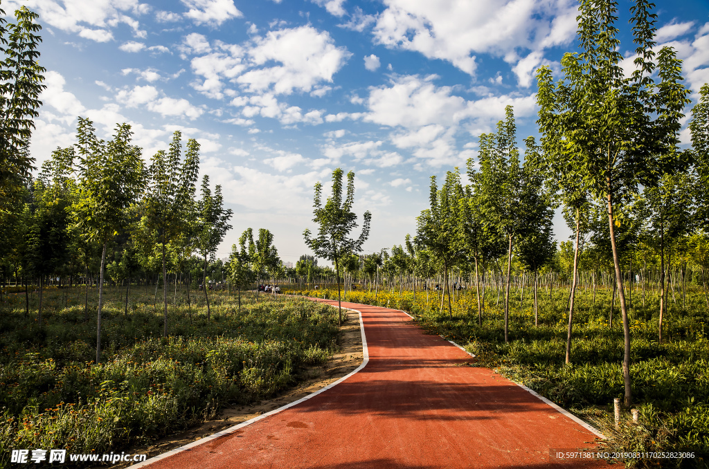 公园 小路 树林 林荫小路