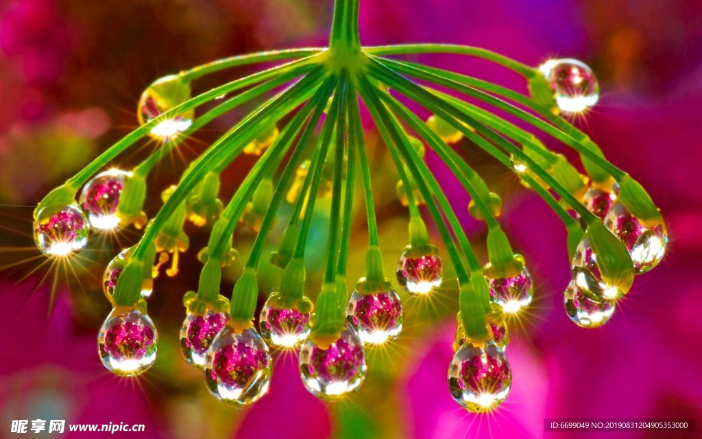 植物花卉