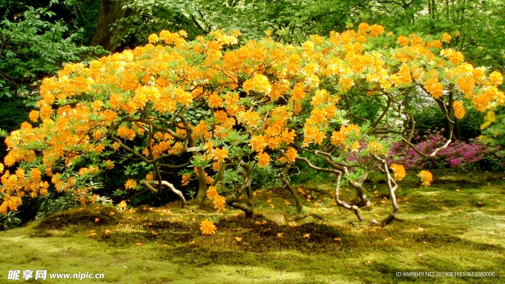 植物花卉