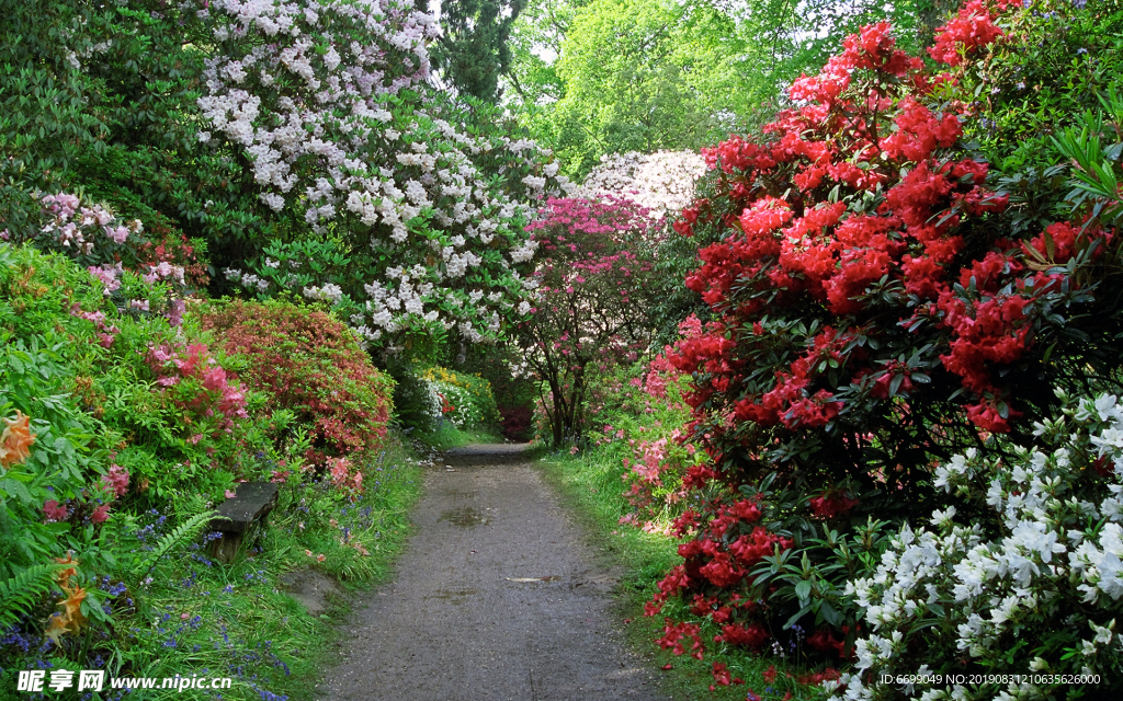 植物花卉