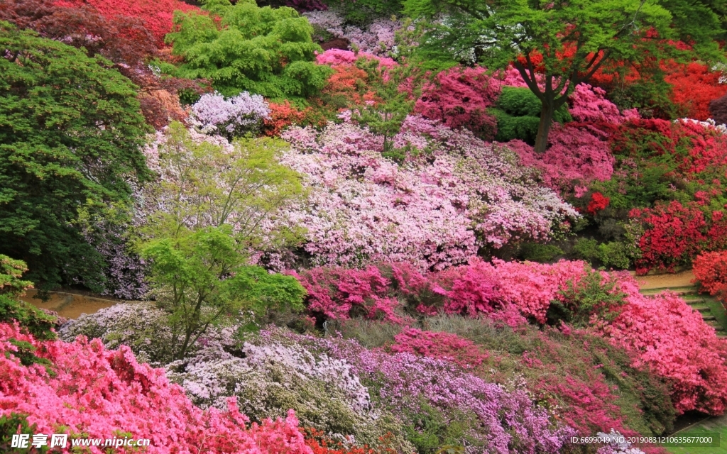 植物花卉