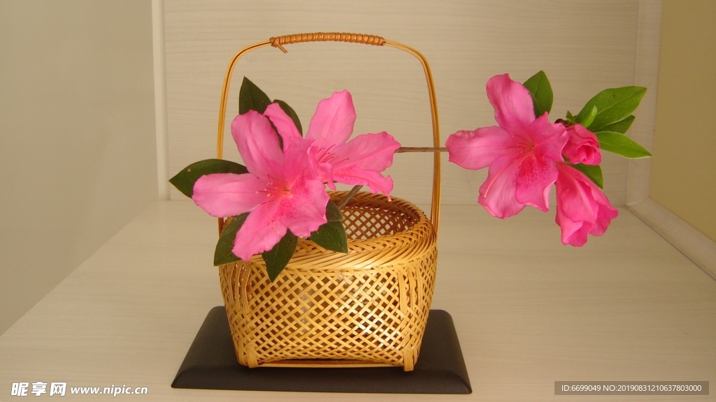 植物花卉