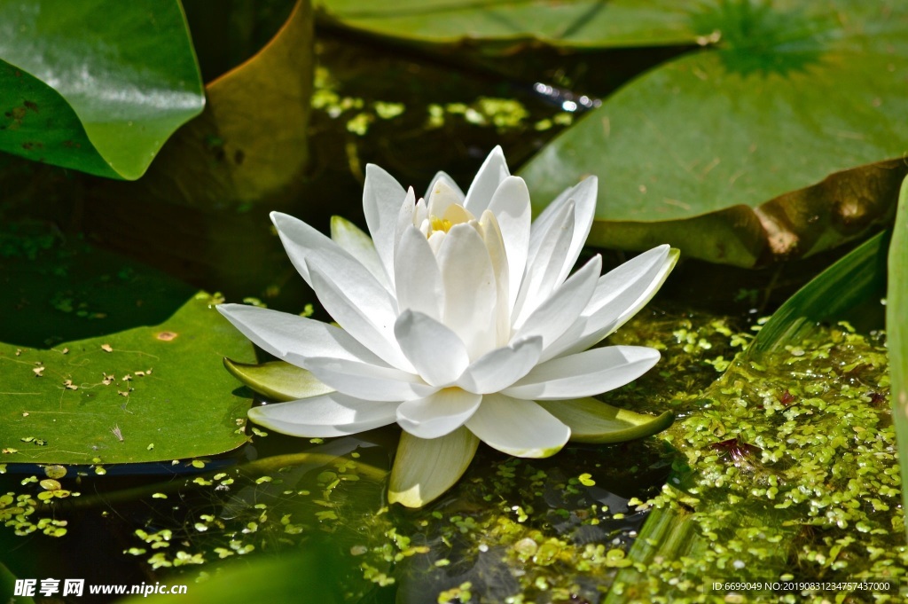 植物花卉