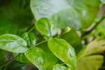 小茉莉