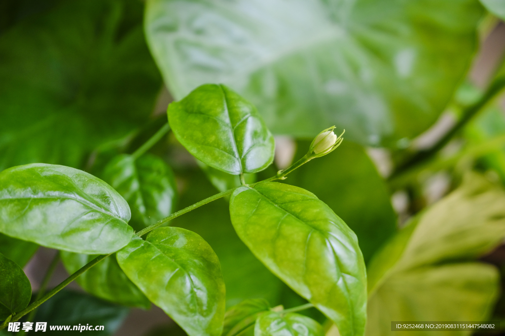 小茉莉