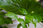 茉莉