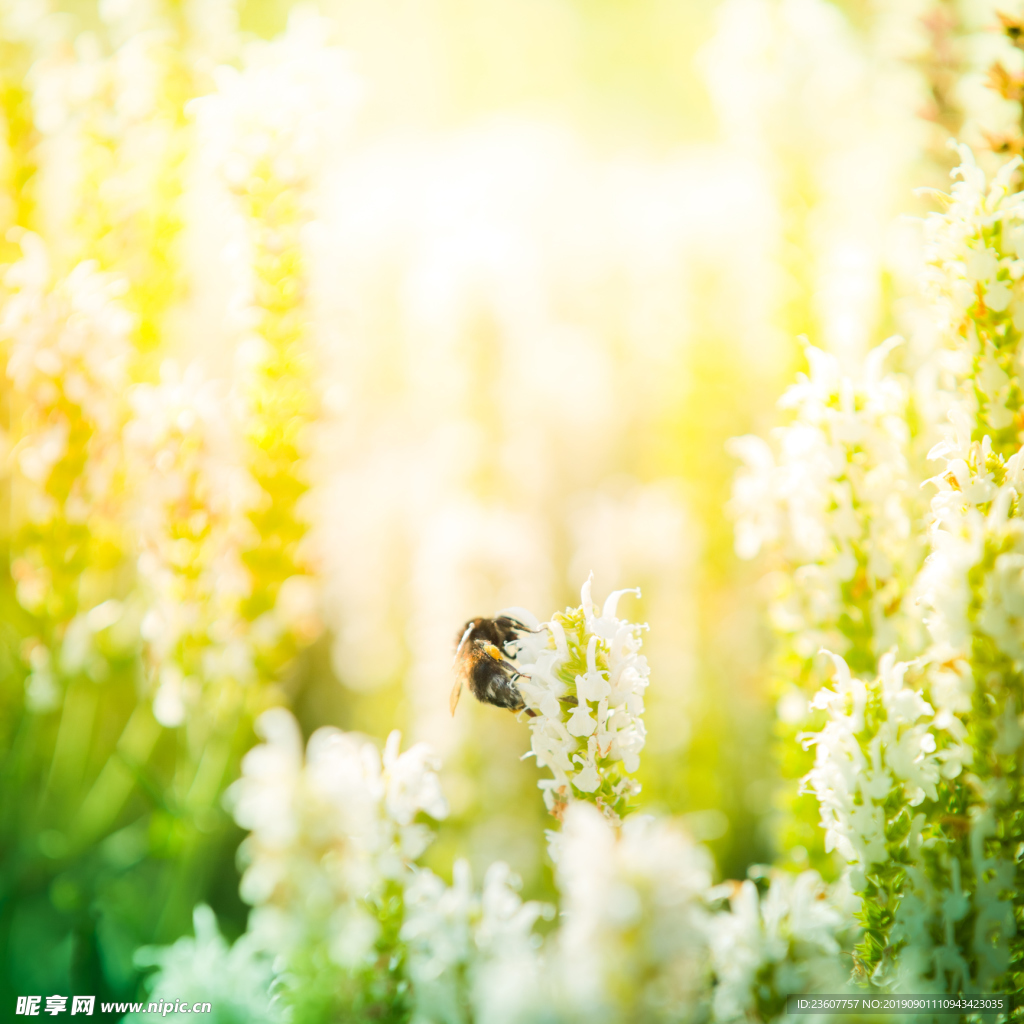 自然