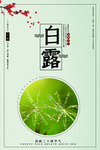 白露海报