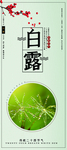 白露易拉宝
