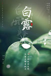 白露